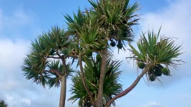 Drzewo Pandanus Pozostawia Wiatr Tle Niebieskiego Nieba Chmury Backround Niski — Wideo stockowe
