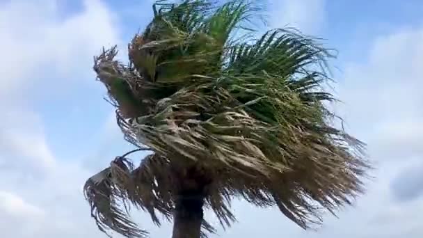 Pandanus Boom Bladeren Blazen Wind Tegen Een Blauwe Lucht Wolk — Stockvideo