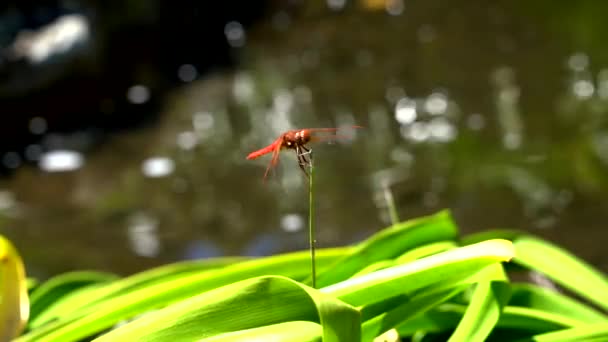 Close Video Red Dragon Fly Moving Eyes Wings Body — Stock Video