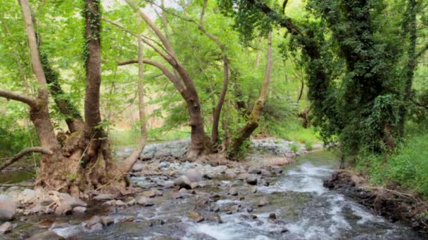 Ondiepe Rivier Loopt Door Een Mediterraan Bos Een Mediterraan Eiland — Stockvideo