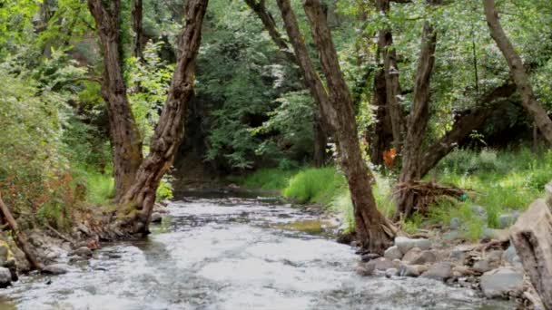 Rio Raso Atravessa Uma Floresta Mediterrânica Uma Ilha Mediterrânea — Vídeo de Stock