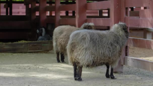 Çiftlikteki Koyunlar — Stok video