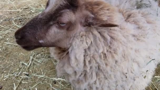 羊は日陰で草を噛みながら 周りを見回します ふわふわの子羊は羊毛を使うことができます 4Kで撃たれた — ストック動画