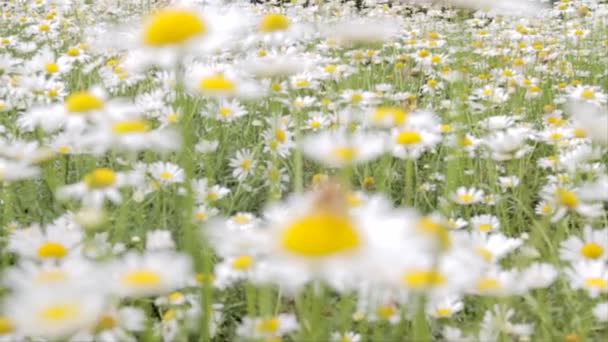 Campo Margaridas Brancas Uma Abelha Alimentando Uma Flor Margarida Branca — Vídeo de Stock