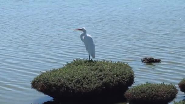 Grande Uccello Egret Piedi Sulla Cima Una Macchia Muschio Don — Video Stock