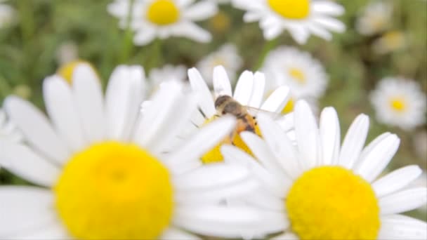 Včela Krmí Bílou Květinku Uprostřed Bílé Sedmikrásky Louce — Stock video