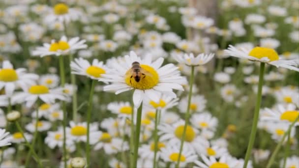 Μια Μέλισσα Τρέφεται Από Ένα Λευκό Λουλούδι Μαργαρίτα Στη Μέση — Αρχείο Βίντεο