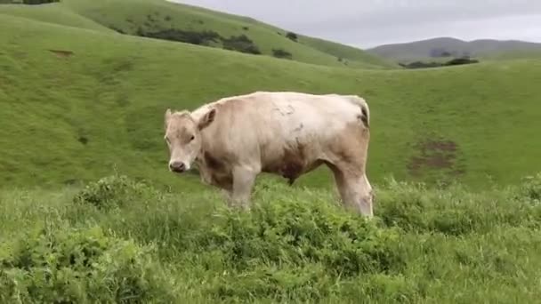 Vaca Esticar Pernas Olhar Para Mim Como Fosse Atacar Enquanto — Vídeo de Stock