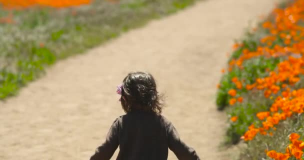 Toddler Walks Path Golden Poppy Flowers Breezy Day She Looks — Stock Video