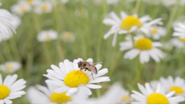 Včela Krmí Bílou Květinku Uprostřed Bílé Sedmikrásky Louce — Stock video
