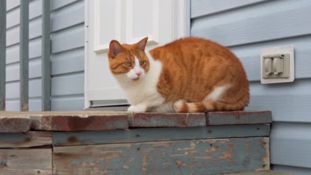 Cat Κάθεται Έξω Ξύλινο Σκαλοπάτι — Αρχείο Βίντεο