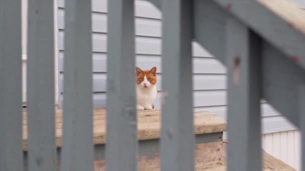 Cat Κάθεται Έξω Ξύλινο Σκαλοπάτι — Αρχείο Βίντεο