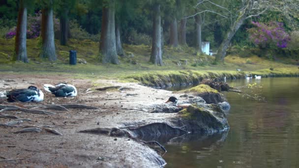 Lagoa Das Patas Přírodní Jezero Kde Můžete Vidět Různé Druhy — Stock video