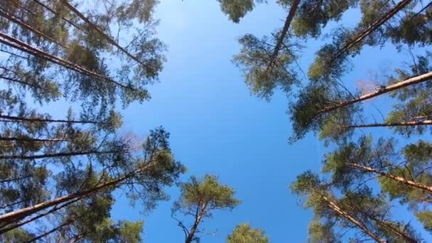 Turning Sky Beautiful Colors Pine Forest — Stock Video