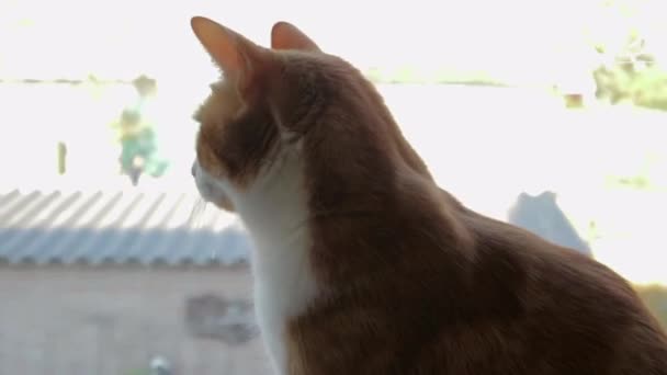 Ontspannen Kat Blijft Het Raam Nieuwsgierig Kijken Naar Buiten — Stockvideo