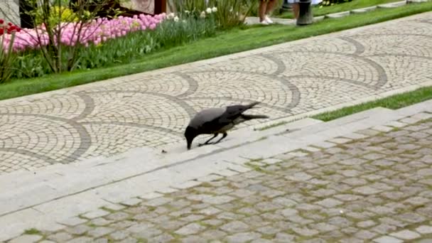 Een Kraai Tuin Plukt Voedsel Uit Grond — Stockvideo