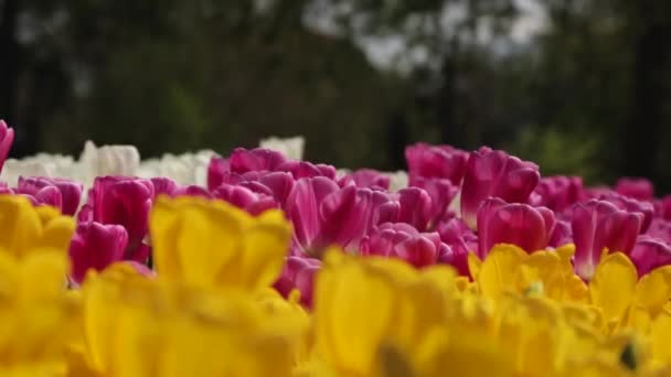 Nærbilder Viser Fokuserte Ufokuserte Mellom Rosa Hvite Gule Blomster – stockvideo