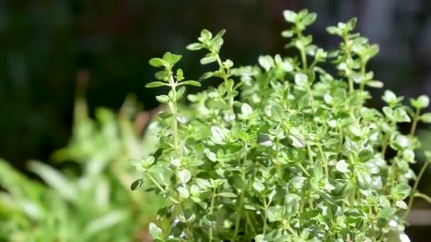 Herb Oregano Rośnie Zewnątrz Świetle Słonecznym Lekką Bryzą — Wideo stockowe