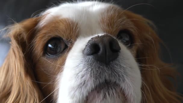 Gros Plan Panoramique Ralenti Autour Adorable Chien Épagneul Roi Charles — Video