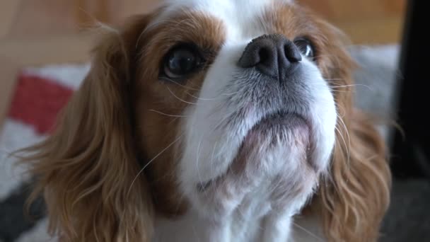 Slow Motion Pan Cute King Charles Cavalier Spaniel Dog Looking — Stock Video