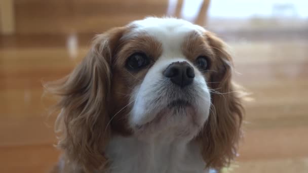 Slow Motion Pan King Charles Cavalier Spaniel Dog Looking Food — Stock Video