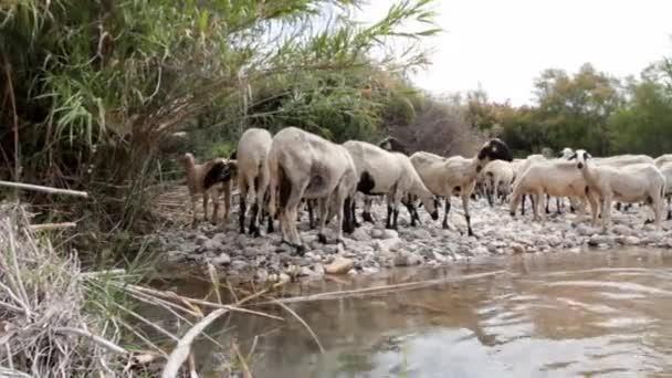 Flock Får Nyrakade Nära Vattendamm Medelhavs Landskap — Stockvideo