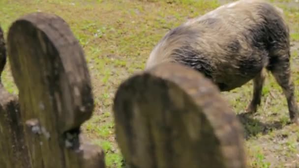 Een Varken Eet Gras Achter Een Houten Hek Landelijke Landbouw — Stockvideo