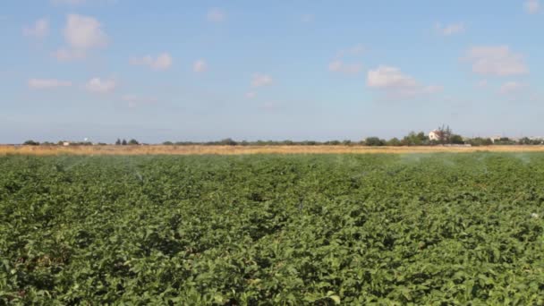 Campo Verde Irrigato Innaffiare Campo Con Piccoli Irrigatori — Video Stock