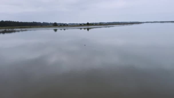 Clip Pacífico Tranquilo Pajarito Nadando Río Coquille Horas Mañana Imágenes — Vídeo de stock