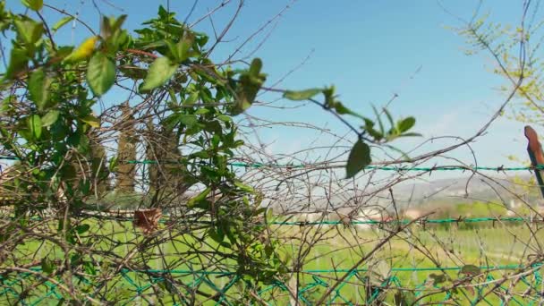Старая Ограда Колючей Проволоки Зеленой Травой Поле Ветер Дует Цветы — стоковое видео