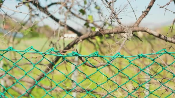 Starý Plot Ostnatého Drátu Zelenou Trávou Poli Vánek Foukání Květiny — Stock video