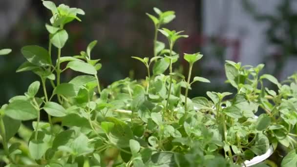Herb Oregano Rośnie Zewnątrz Świetle Słonecznym Lekką Bryzą — Wideo stockowe
