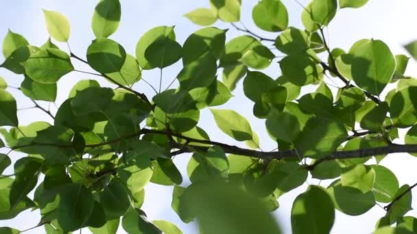 Naar Boven Kijkend Door Groene Boombladeren Met Zonnestralen Die Binnen — Stockvideo