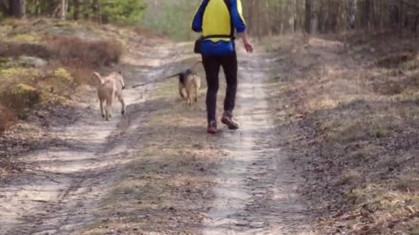 Τρέξιμο Σκύλους Μέσω Του Δάσους — Αρχείο Βίντεο