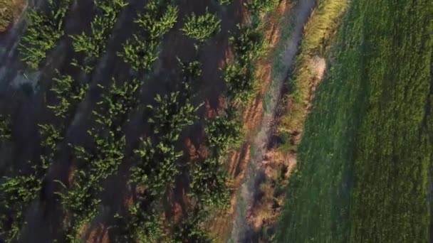 Drone Disparo Campo Basilicata — Vídeo de stock