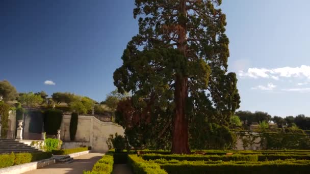 Mammutbaum Einem Barocken Garten Mit Ein Paar Stufen Links Vom — Stockvideo