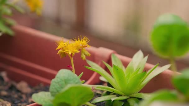 背景模糊的后院里的黄色植物 — 图库视频影像