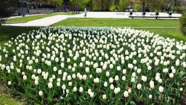 White Tulips Garden Στο City Park — Αρχείο Βίντεο