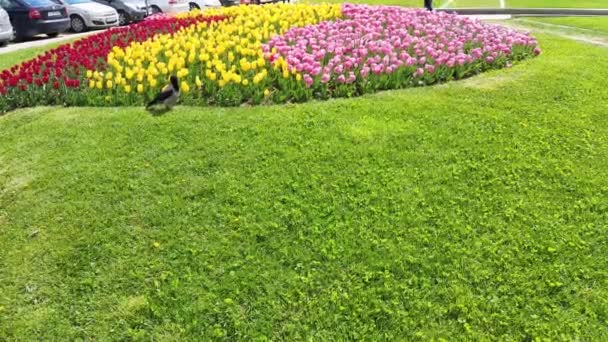 Vogelwanderung Stadtpark Hintergrund — Stockvideo