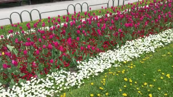 City Park Trädgård Med Blommor — Stockvideo