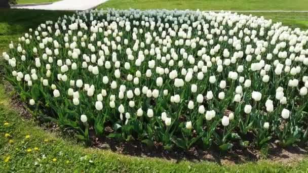 White Tulips Garden Στο City Park — Αρχείο Βίντεο