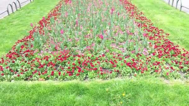 Giardino Del Parco Della Città Con Fiori — Video Stock