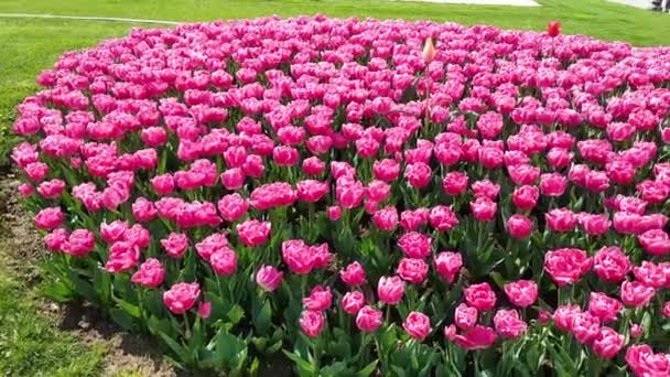 Pink Tulips City Park Background — Stock Video