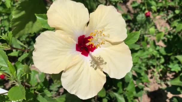 Vídeo Close Uma Flor Hibisco Branco Com Centro Olhos Vermelhos — Vídeo de Stock