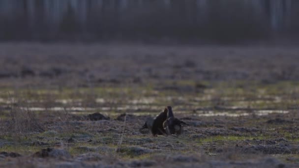 Siyah Orman Tavuğu Sabah Erkenden Lek Dövüşü Yapıyor — Stok video