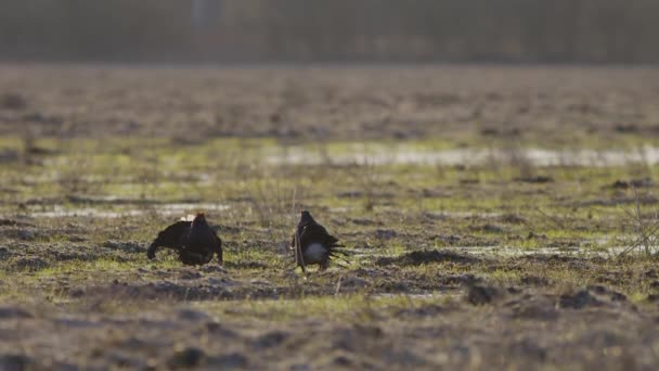 Svart Ripa Avel Lek Kamp Tidigt Morgonen — Stockvideo