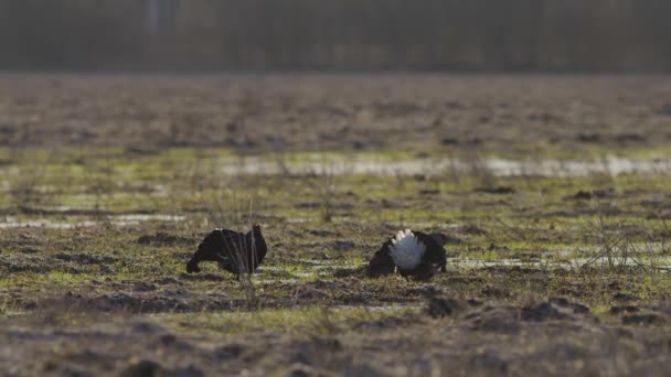 Svart Ripa Avel Lek Kamp Tidigt Morgonen — Stockvideo