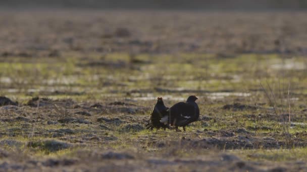 Siyah Orman Tavuğu Sabah Erkenden Lek Dövüşü Yapıyor — Stok video