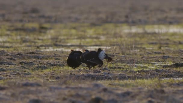 Black Grouse Breeding Lek Fight Early Morning — Stock Video
