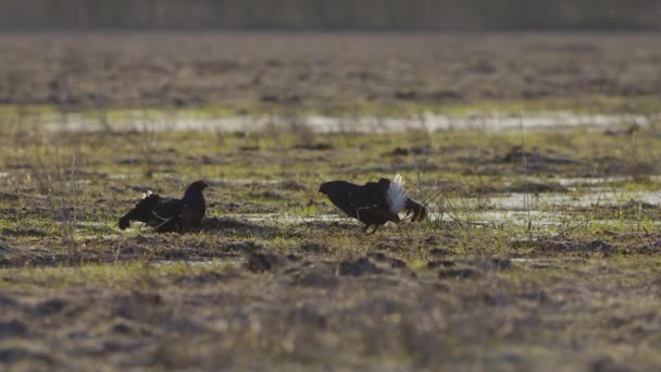 Czarny Cietrzew Hodowla Lek Walka Wczesny Ranek — Wideo stockowe